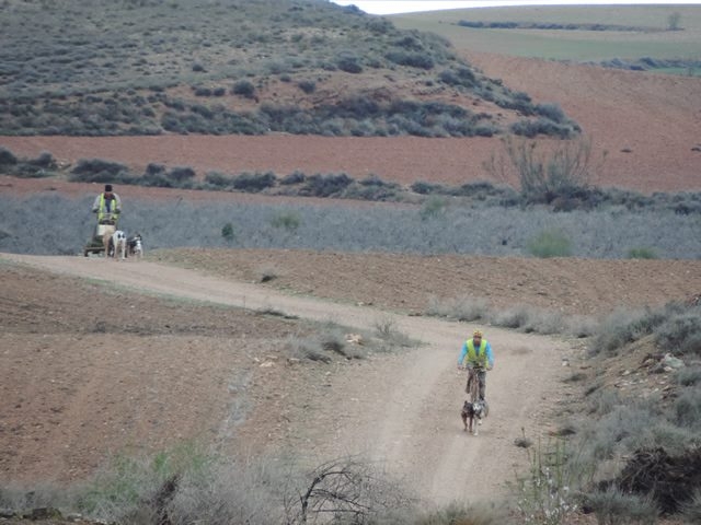  Escursione con i cani mushing 